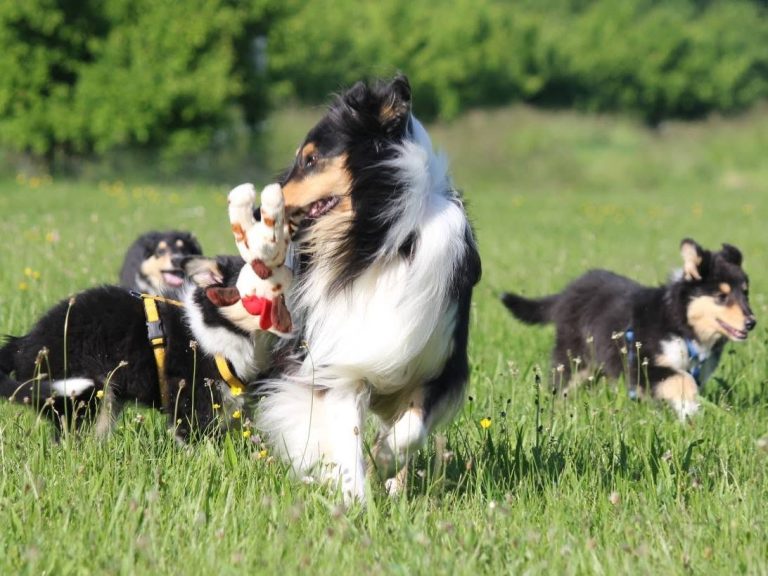 Langhaar Collie Zucht
